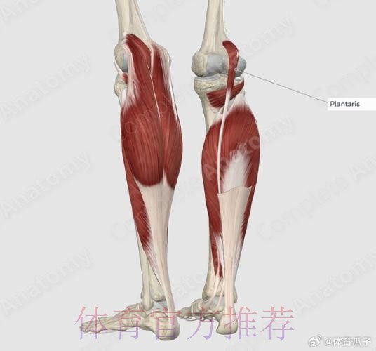 马卡:贝林受伤部位很少见 10%的人甚至没这肌肉 马卡:贝林受伤部位很少见 10%的人甚至没这肌肉